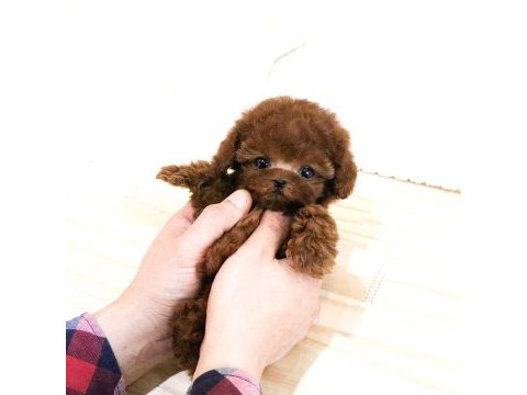 Teady bear kore kani̇ toy poodle yavrular
