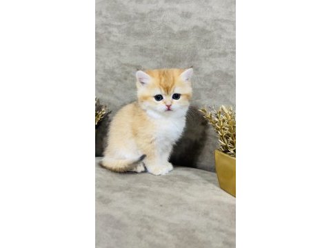 British shorthair golden ny11