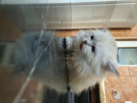 British longhair yavrular