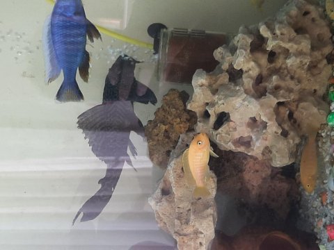 25 cm vatoz