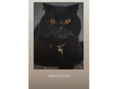 45 günlük dişi yavru scottish fold