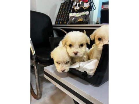 Sıfır numara terrier köpeği yavrularımız