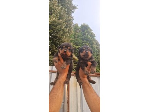 Macar kafa rottweiler yavrularım