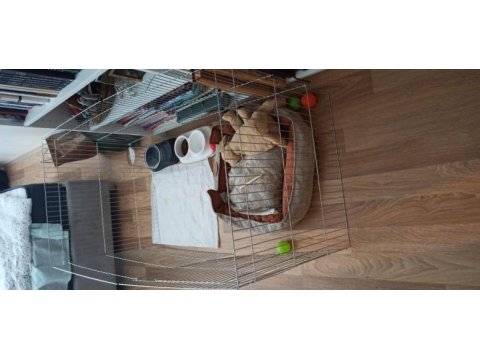 Safkan 2,5 aylık dişi poodle