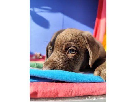 Üreticiden a plus kalite labrador yavrular