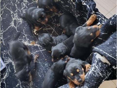 A kalite rottweiler yavrularım