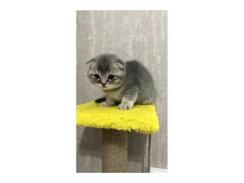 British longhair ve scottish fold