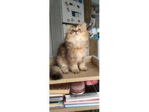 British longhair kedilerim