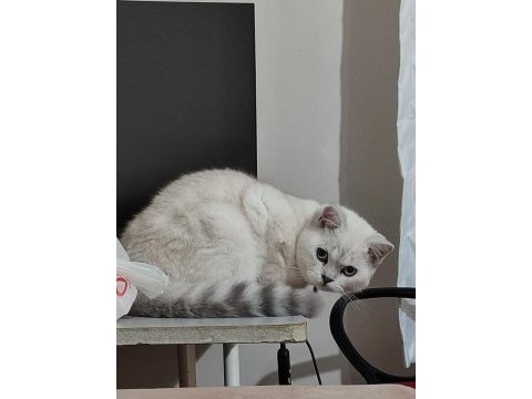 6 aylık erkek çipli british shorthair
