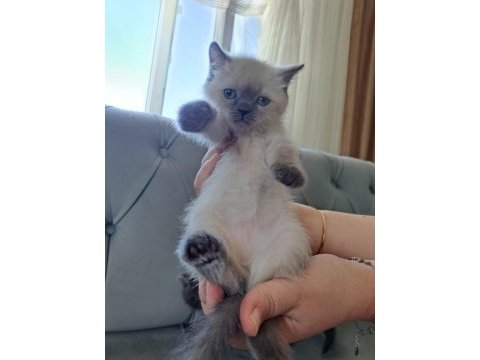 Teslime hazır güzel kediler sizi bekliyor