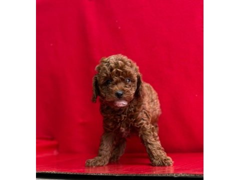 Toy poodle yavrular