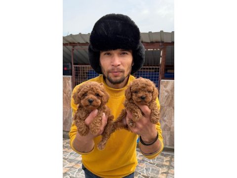 Sevgi dolu ailelerimiz için poodle bebekler