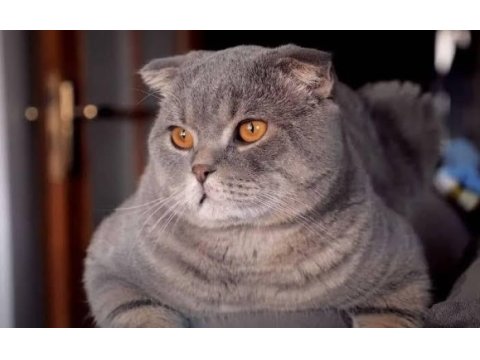 Scottish fold dişi kedimiz yeni yuvasını arıyor
