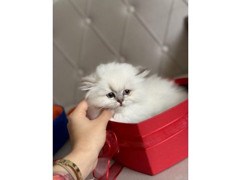 Ev bebeği british longhair istanbul