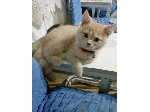 Yakışıklı british shorthair oğlumuz yeni yuvasını arıyor