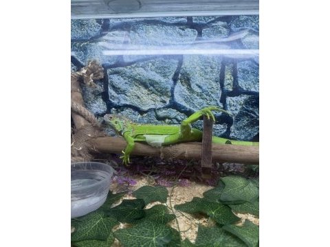 2 yaşında iguana sağlıklı pascal