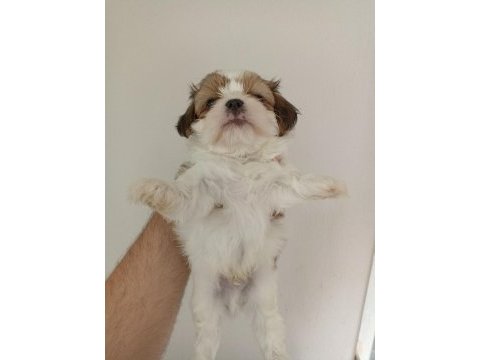 Shih-tzu yavrularımız