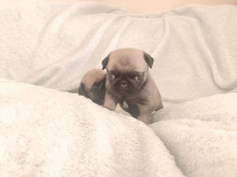 Pink taşıyıcı pug yavru