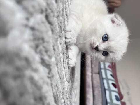 Scottish fold ve straight yavrularım