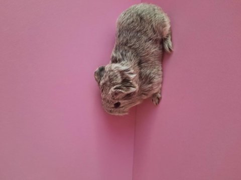 Safkan sheltie ginepig yavrular