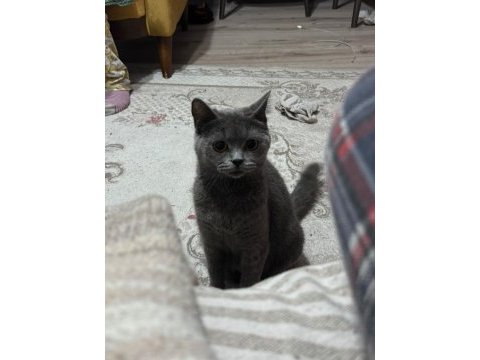 Mükemmel eğitimli british shorthair