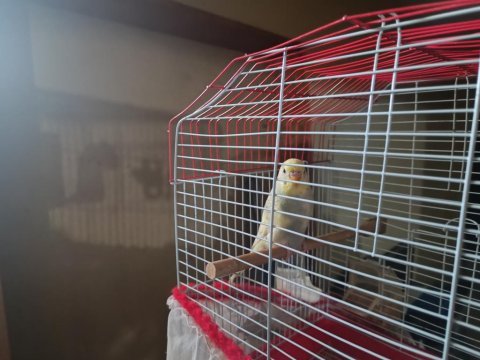 9 aylık erkek tek, bir çift eş muhabbet kuşu