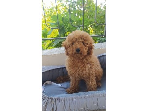 Teslime hazır toy poodle yavru