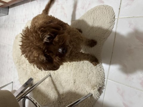 Dark red brown yetişkin kore poodle