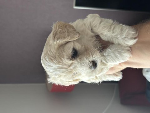 Harika kalite maltipoo bebekler