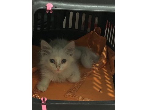 Ankara kedisi kırması 2 aylık dişi