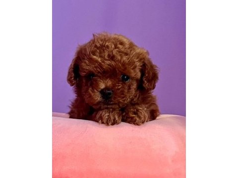 Teacup kore poodle yavruları