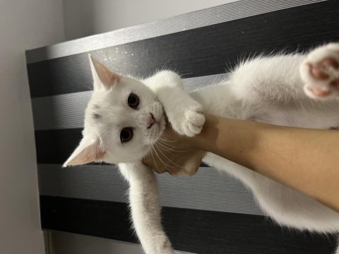 Scottish fold kedilerim 3 aylık