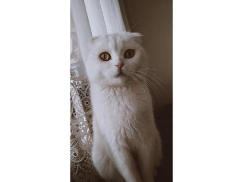 Scottish fold uysal sevecen erkek ve dişi