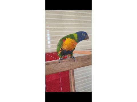 Bebek lori papağanları