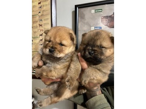A kalite chow chow bebeklerim