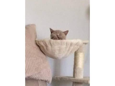 Fawn lilac brıtısh shorthaır yavru arayanlara son yavrular
