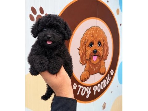 Black kore toy poodle