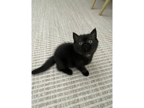 50 günlük british shorthair yavru kediler