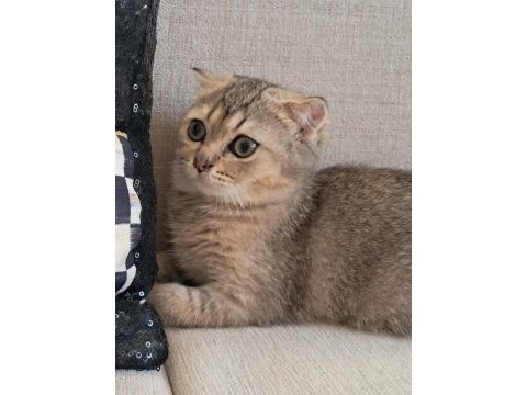 Scottish fold dişi kedimiz