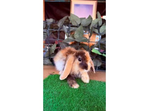 Hollanda lop ve cüce tavşan yavruları