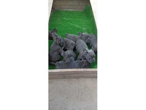 Blue üst kalite french bulldog bebekler