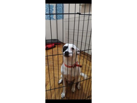 Ares 2 yaşında jack russell melezi