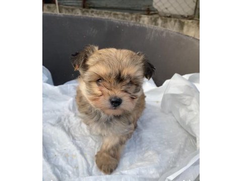 (sdk) çiftlikten sevimli morkie yavrular