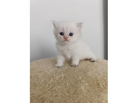 British longhair golden point