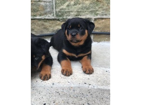 Hayalinizdeki rottweiler yavrusu sizi bekliyor