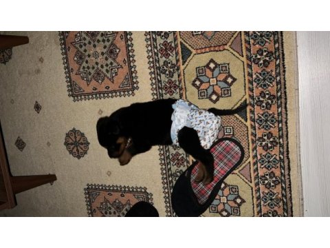3 aylık dişi rrottweiler yavrumuz