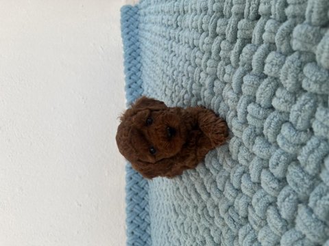 Muhteşem yüz renk ve tüy kalitesine sahip poodle bebekler