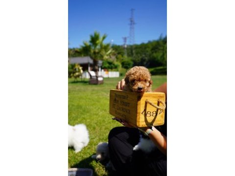 Poodle çiftliğinden red brown toy poodle bebeklerimiz