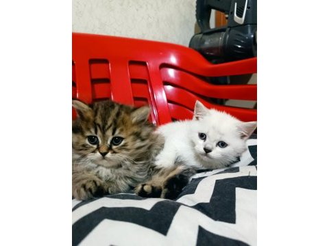 British longhair ve blue point