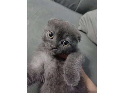Scottish fold iki aylık mama ve kum eğitimi var